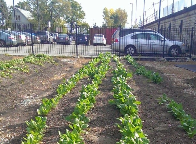 Vacant Lots to Garden Plots